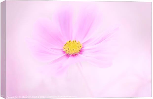 Pink Cosmos Flower Canvas Print by Stephen Young