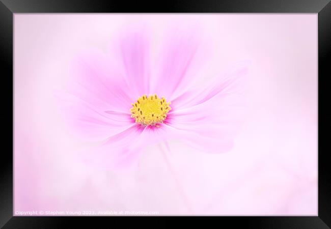 Pink Cosmos Flower Framed Print by Stephen Young