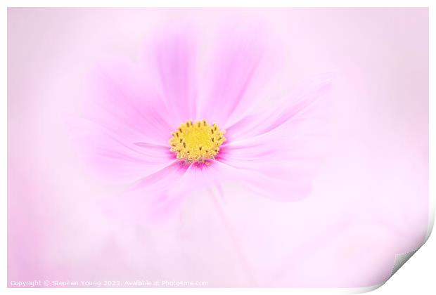 Pink Cosmos Flower Print by Stephen Young