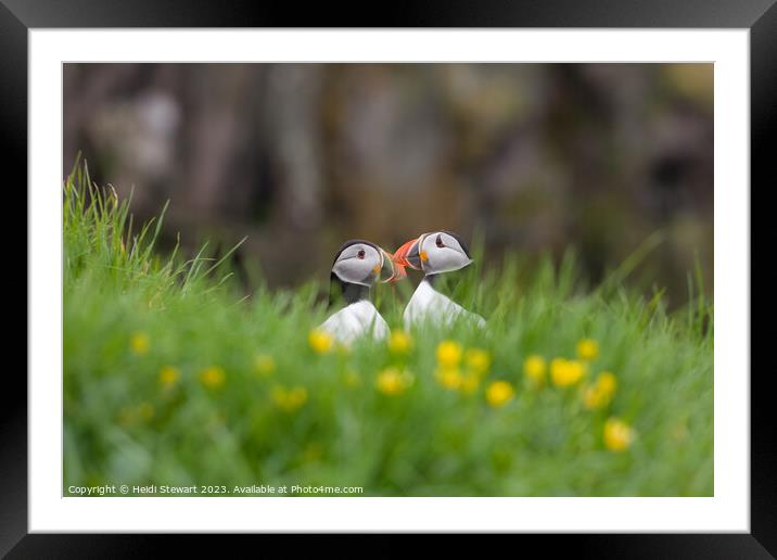 Puffins Pairing Framed Mounted Print by Heidi Stewart