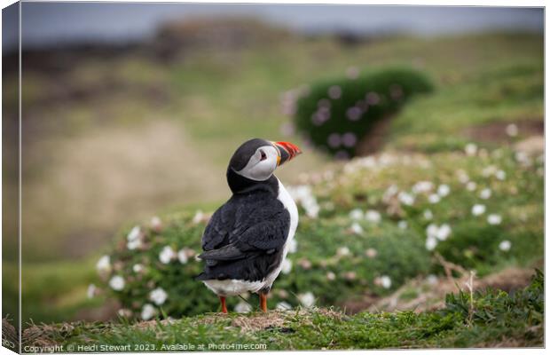 Atlantic Puffin Canvas Print by Heidi Stewart