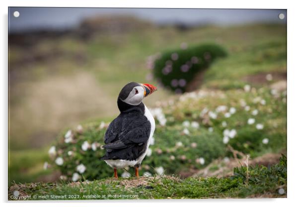 Atlantic Puffin Acrylic by Heidi Stewart