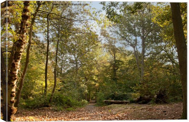 woodland path disappearing in autumn Canvas Print by Sally Wallis