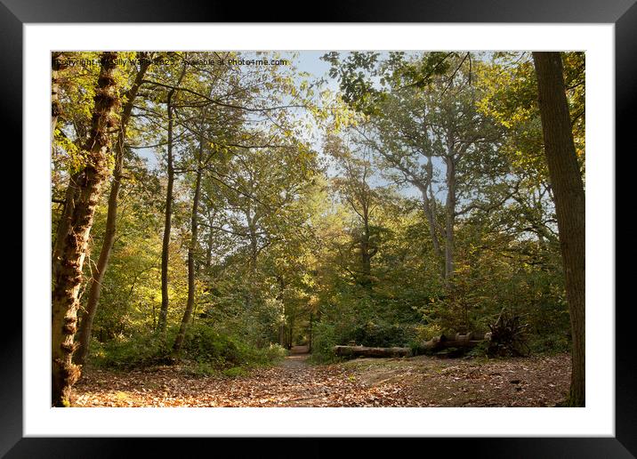 woodland path disappearing in autumn Framed Mounted Print by Sally Wallis