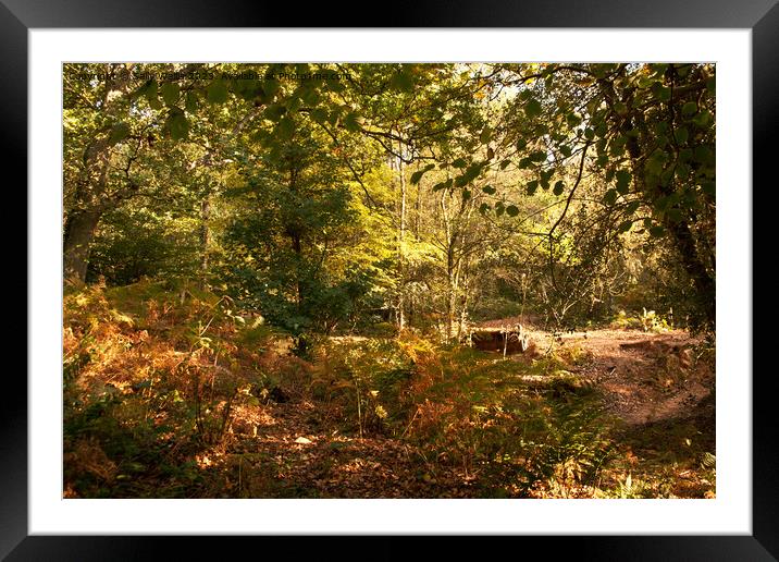 wilderness in woodland Framed Mounted Print by Sally Wallis