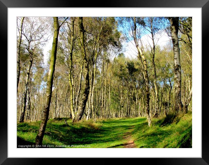 Birch woodland. Framed Mounted Print by john hill