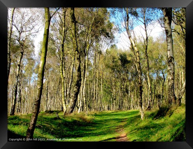 Birch woodland. Framed Print by john hill