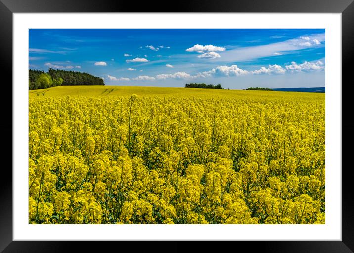 Agriculture rape field Framed Mounted Print by Alex Winter
