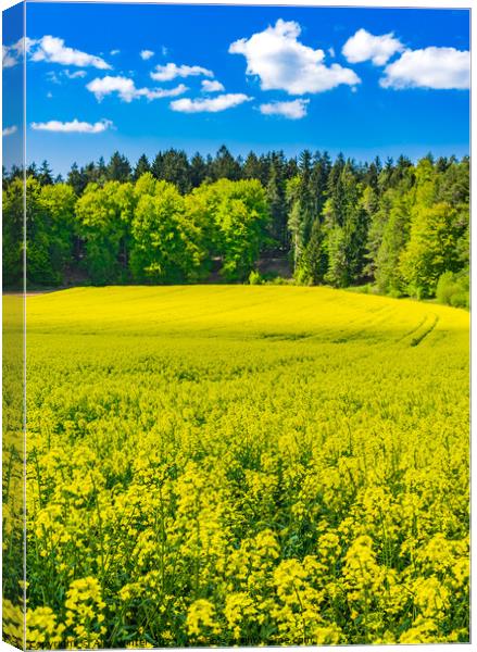 Yellow rapeseed field Canvas Print by Alex Winter