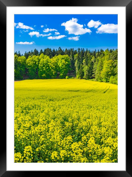 Yellow rapeseed field Framed Mounted Print by Alex Winter