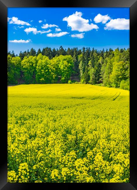 Yellow rapeseed field Framed Print by Alex Winter