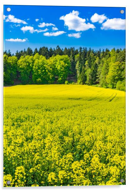 Yellow rapeseed field Acrylic by Alex Winter