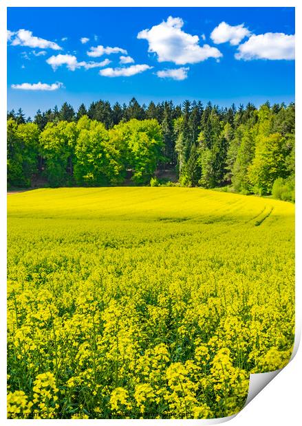 Yellow rapeseed field Print by Alex Winter
