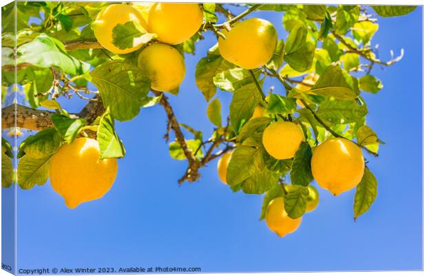 Close-up of lemon tree  Canvas Print by Alex Winter