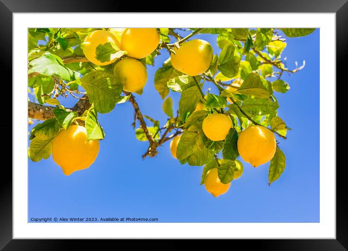 Close-up of lemon tree  Framed Mounted Print by Alex Winter