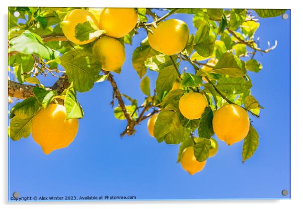 Close-up of lemon tree  Acrylic by Alex Winter