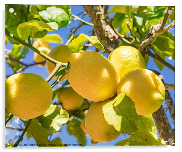 lemon fruit tree Acrylic by Alex Winter
