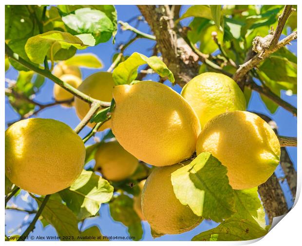 lemon fruit tree Print by Alex Winter