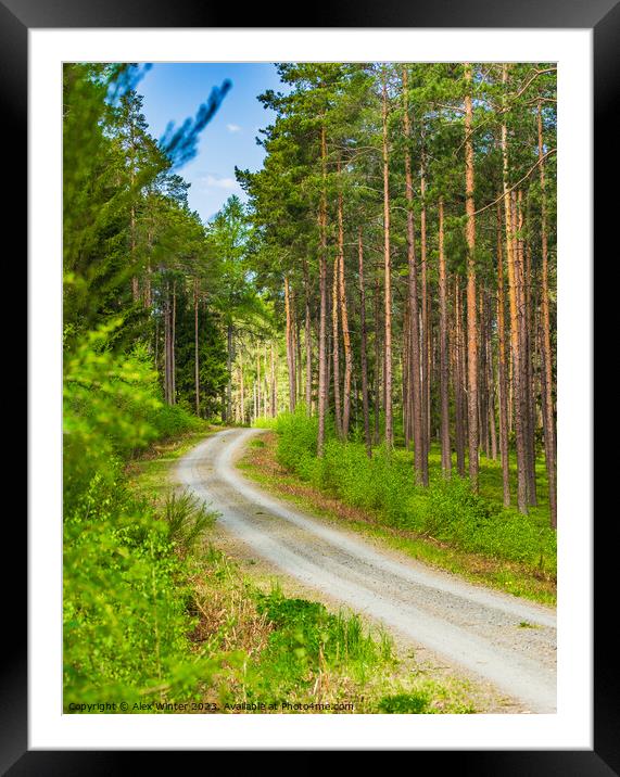 forest trail footpath Framed Mounted Print by Alex Winter