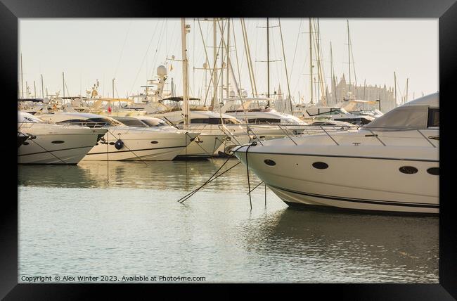 Luxury yachts at marina in Palma de Majorca Framed Print by Alex Winter
