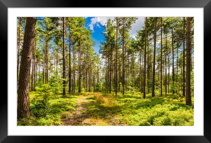 forest with blue sunny sky Framed Mounted Print by Alex Winter