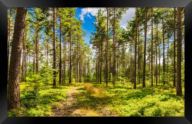 forest with blue sunny sky Framed Print by Alex Winter