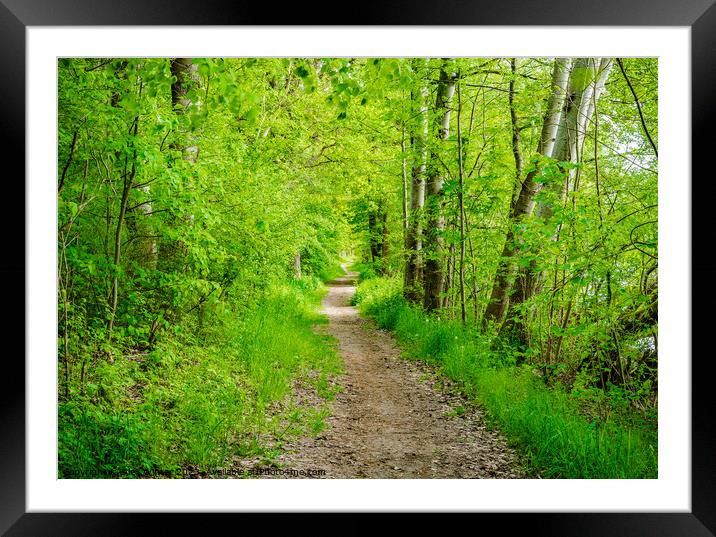 track through the forest Framed Mounted Print by Alex Winter