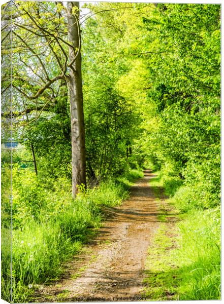 Forest path  Canvas Print by Alex Winter