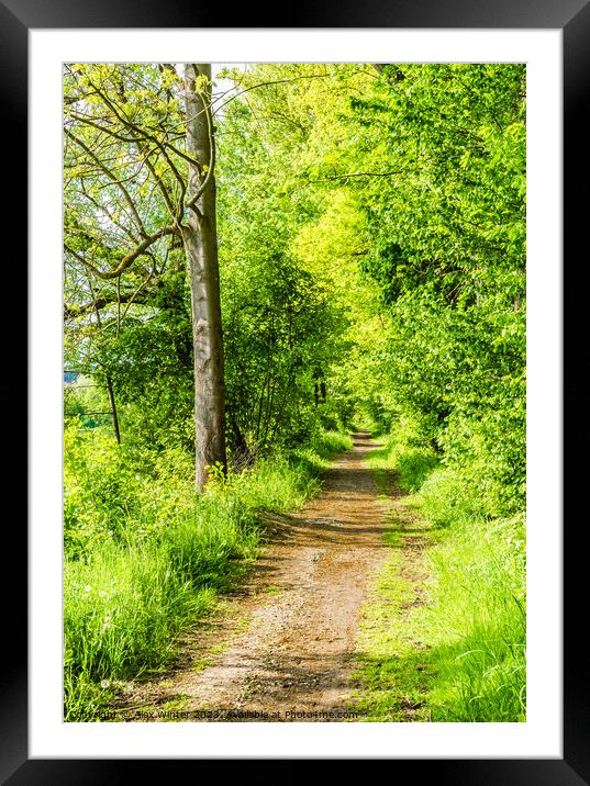 Forest path  Framed Mounted Print by Alex Winter