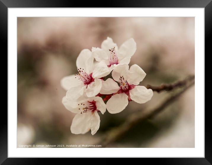 Early spring blossom flower Framed Mounted Print by Simon Johnson