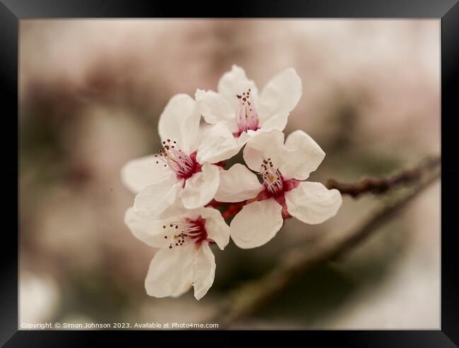Early spring blossom flower Framed Print by Simon Johnson