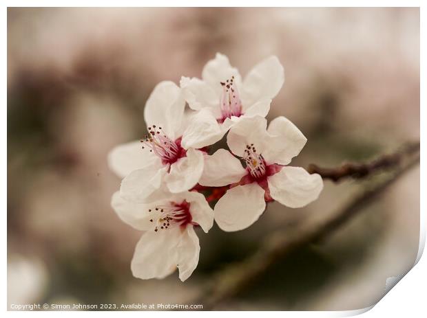 Early spring blossom flower Print by Simon Johnson
