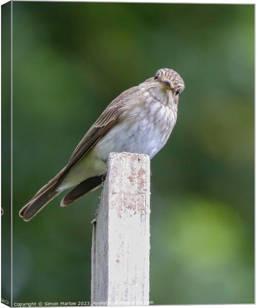 Beautiful candid photo of a Spotted Flycatcher Canvas Print by Simon Marlow