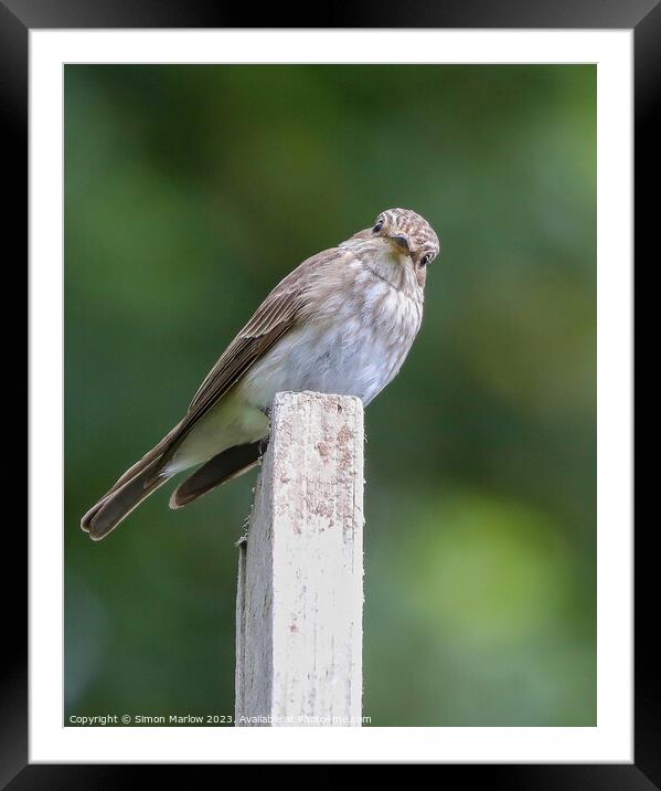 Beautiful candid photo of a Spotted Flycatcher Framed Mounted Print by Simon Marlow