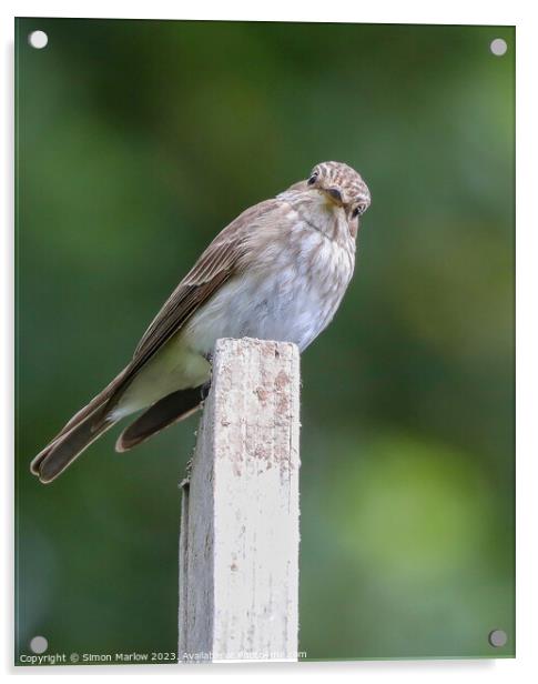 Beautiful candid photo of a Spotted Flycatcher Acrylic by Simon Marlow