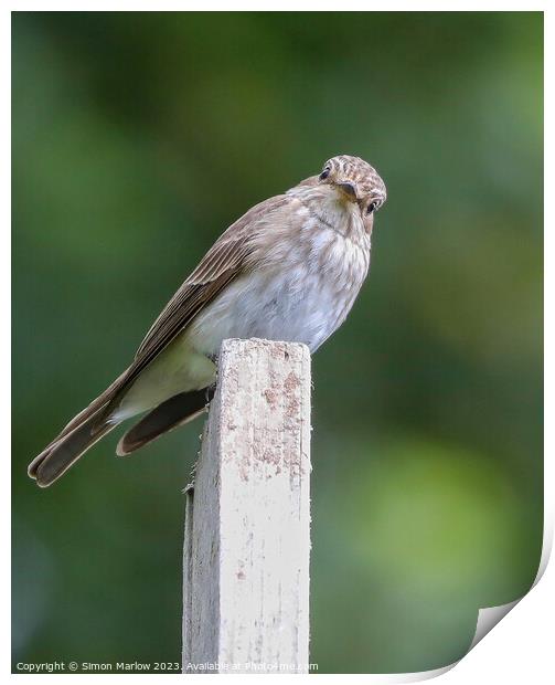Beautiful candid photo of a Spotted Flycatcher Print by Simon Marlow