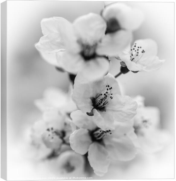 white blossom monochrome  Canvas Print by Simon Johnson
