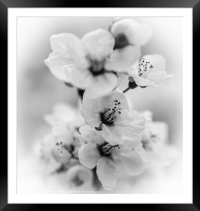 white blossom monochrome  Framed Mounted Print by Simon Johnson