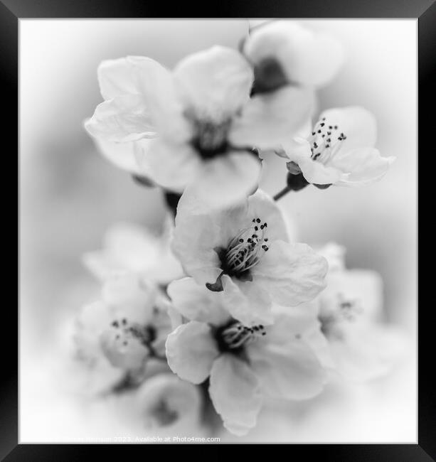 white blossom monochrome  Framed Print by Simon Johnson