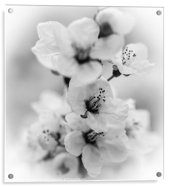 white blossom monochrome  Acrylic by Simon Johnson