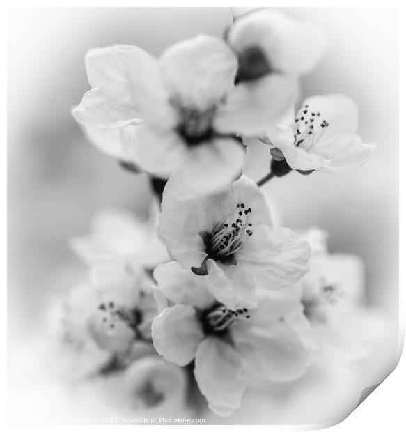 white blossom monochrome  Print by Simon Johnson