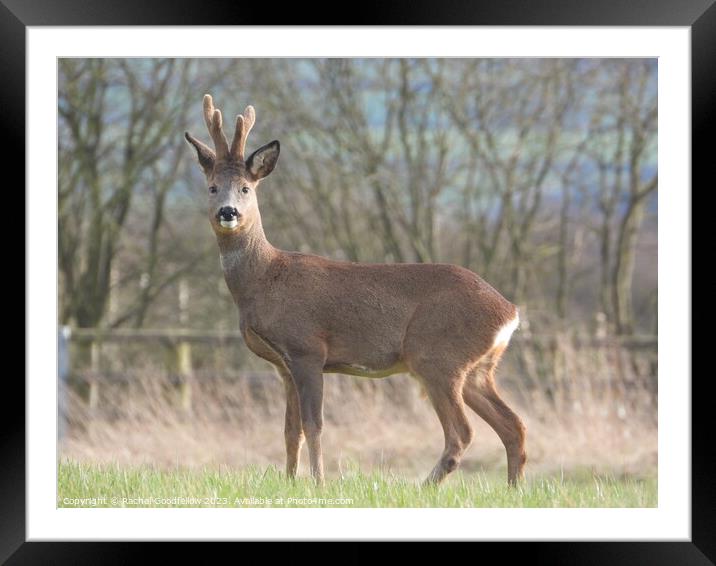 A deer standing in a field Framed Mounted Print by Rachel Goodfellow