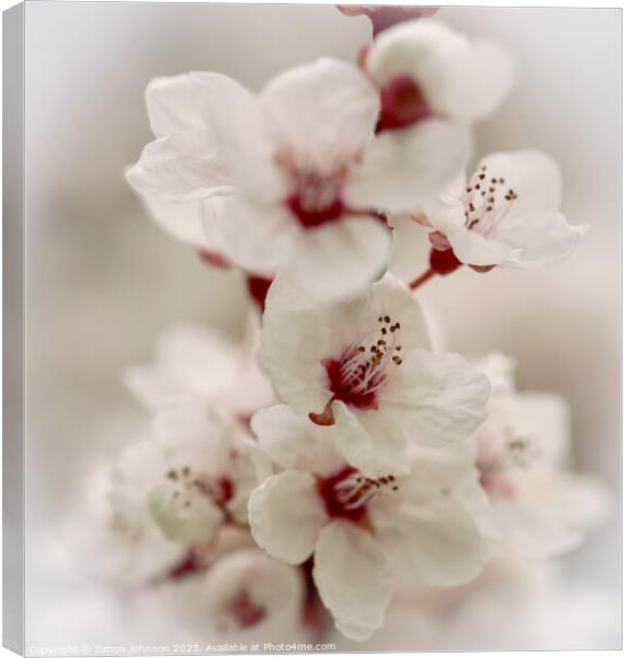 Early spring blossom Canvas Print by Simon Johnson