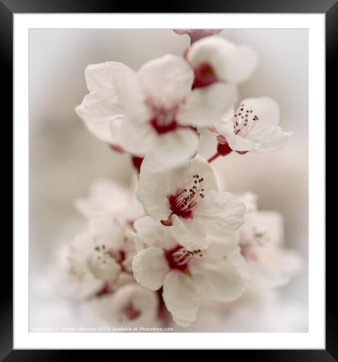 Early spring blossom Framed Mounted Print by Simon Johnson