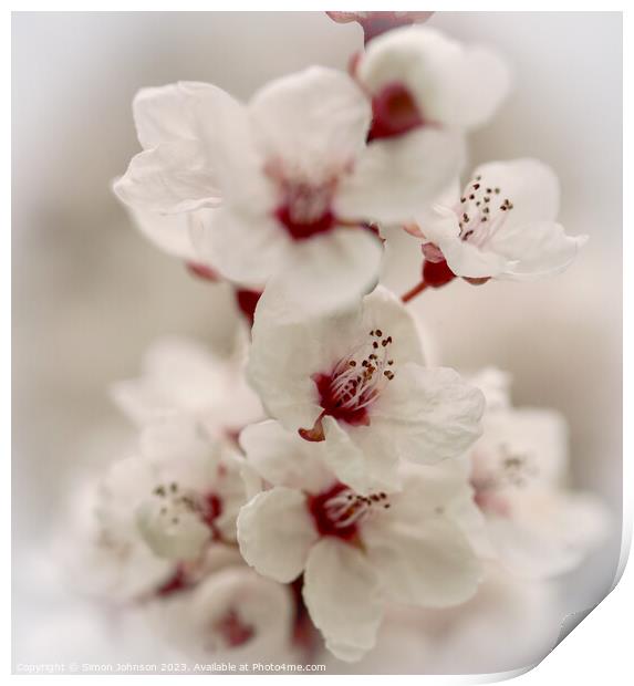Early spring blossom Print by Simon Johnson
