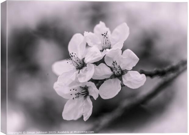 spring blossom Monochrome  Canvas Print by Simon Johnson