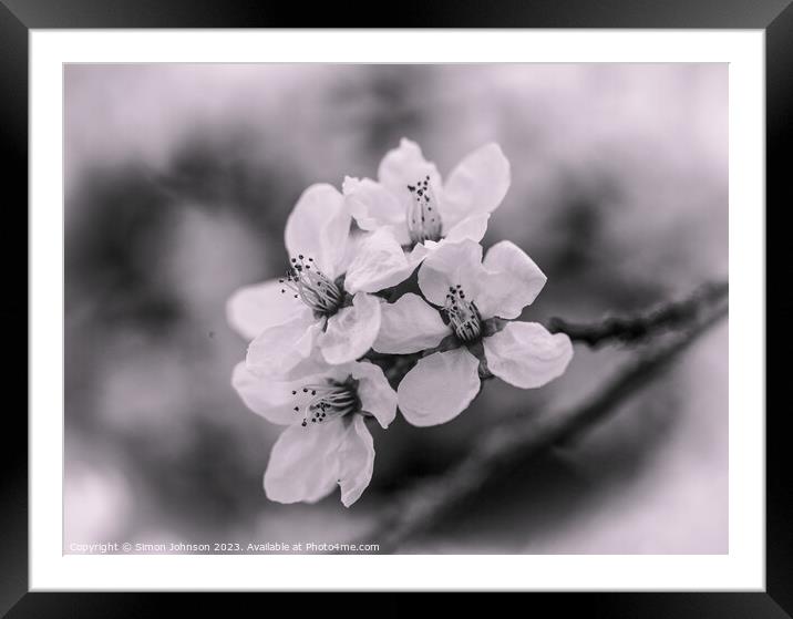 spring blossom Monochrome  Framed Mounted Print by Simon Johnson