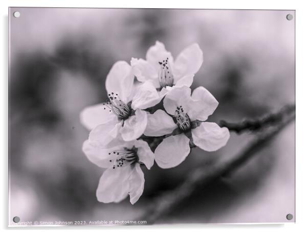 spring blossom Monochrome  Acrylic by Simon Johnson