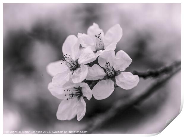 spring blossom Monochrome  Print by Simon Johnson