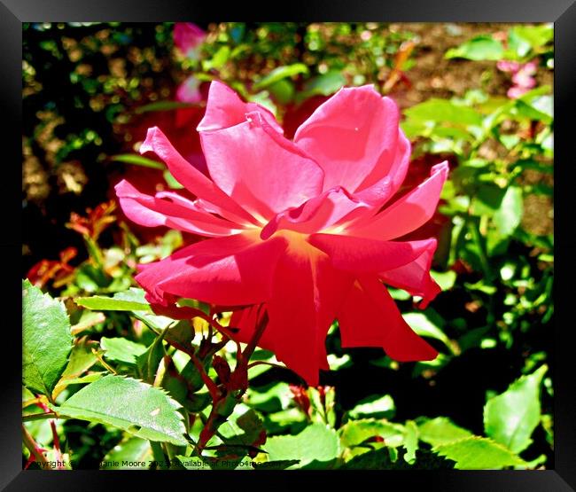 Red Rose Framed Print by Stephanie Moore